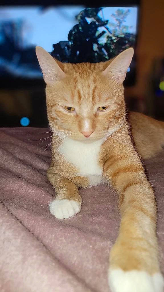 Pumpkin is registered to the contest to win money with this photo: carnivore, cat, claw, domestic_short_haired_cat, fawn, felidae, foot, fur, paw, sitting, small_to_medium_sized_cats, snout, tail, terrestrial_animal, whiskers, wood