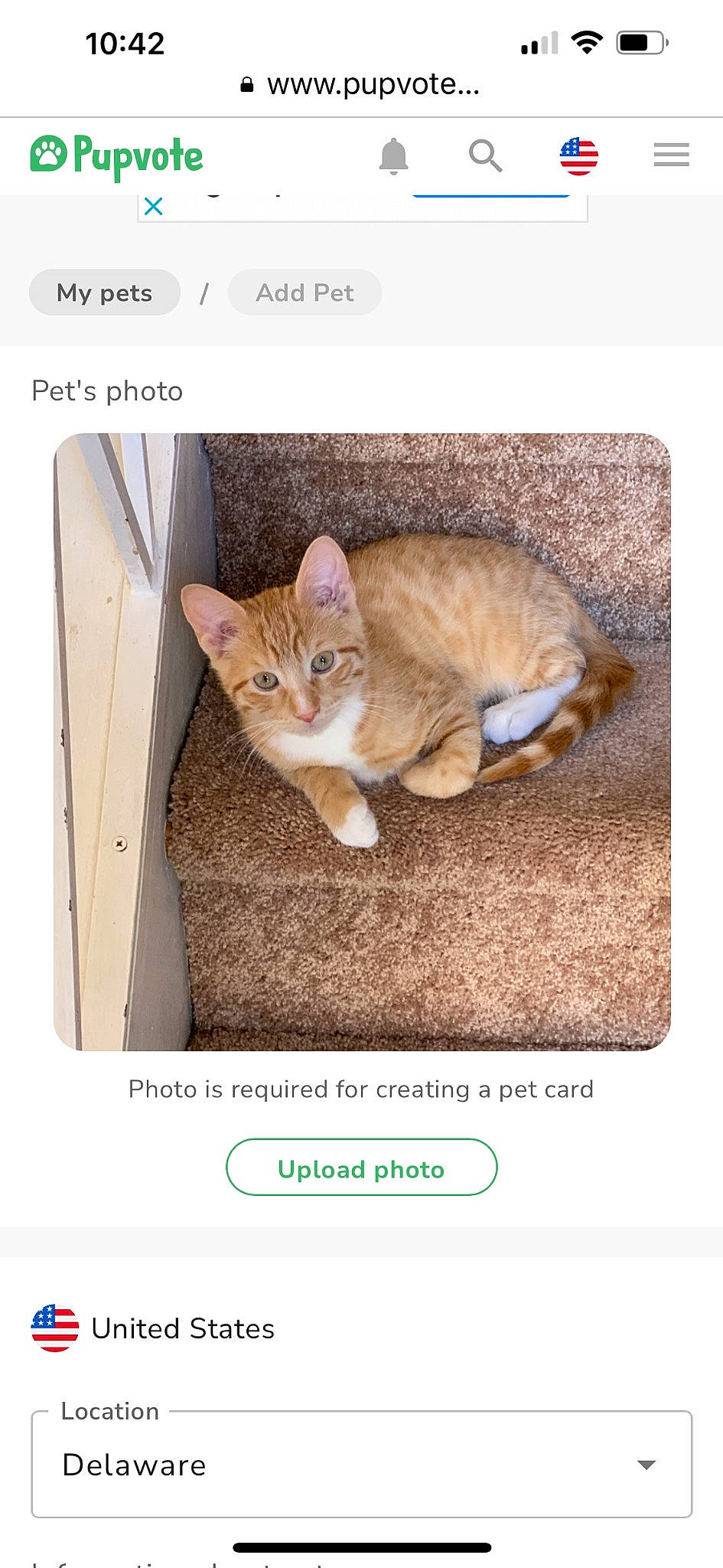 Pumpkin is registered to the contest to win money with this photo: carnivore, cat, cat_supply, domestic_short_haired_cat, fawn, felidae, font, fur, internet_meme, paw, photo_caption, screenshot, small_to_medium_sized_cats, snout, tail, terrestrial_animal, whiskers, wildlife