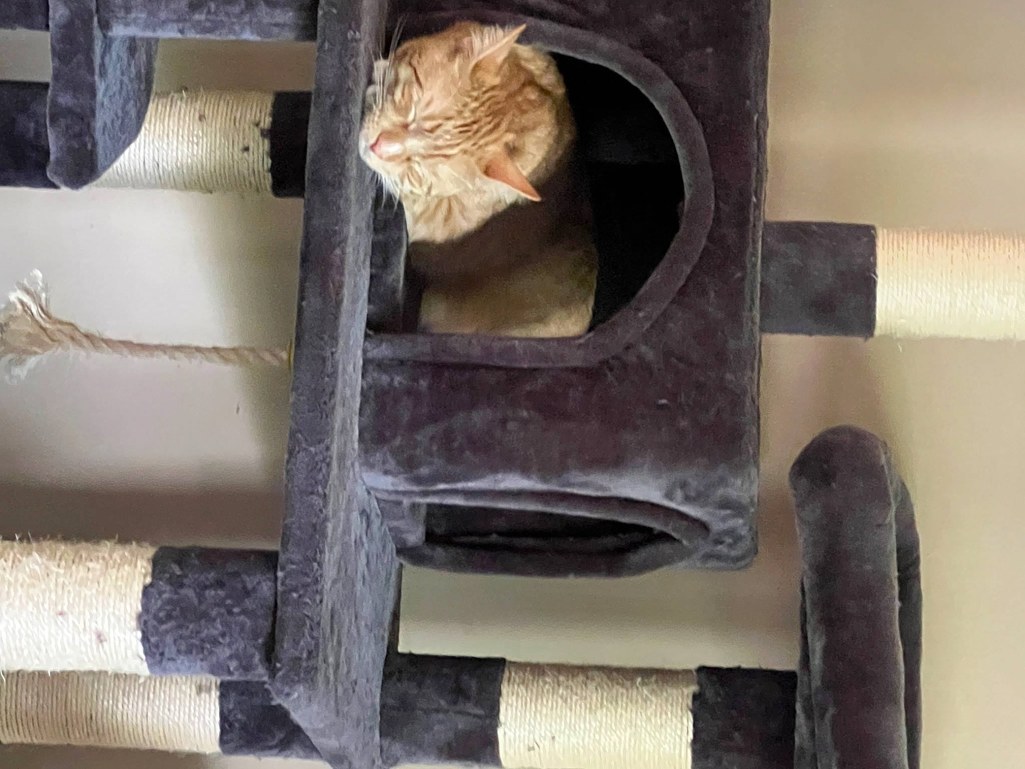 Pumpkin joined the competition — help win amazing prizes! automotive_tire, carnivore, cat, cat_supply, domestic_short_haired_cat, felidae, fur, gas, hardwood, metal, pet_supply, pipe, rectangle, room, small_to_medium_sized_cats, synthetic_rubber, tail, tread, whiskers, wood