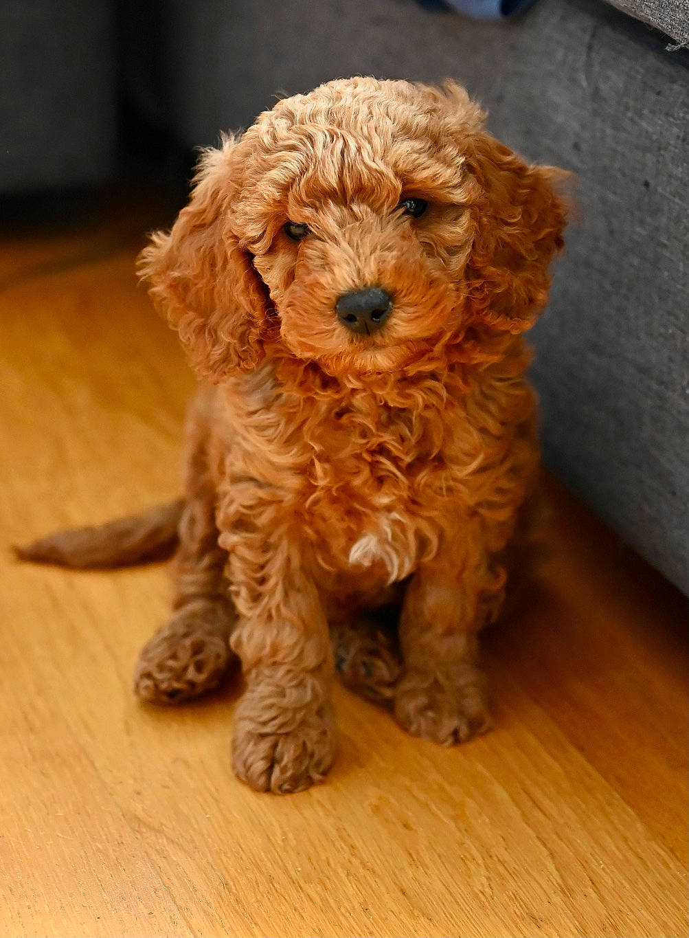 Sweet a rejoint le concours — aidez-le/la à gagner de superbes lots ! canidae, carnivore, companion_dog, dog, dog_breed, fawn, flooring, fur, hardwood, labradoodle, poodle, small_terrier, snout, sporting_group, terrier, toy_dog, water_dog, wood, working_animal, yorkipoo