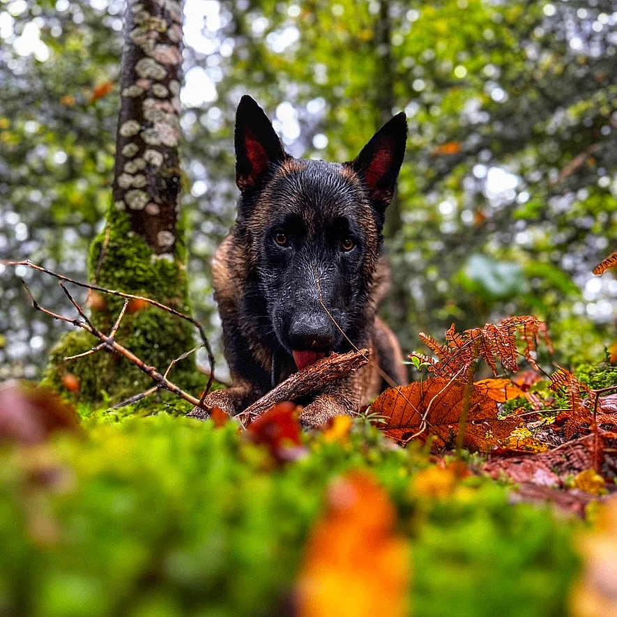 Seven a rejoint le concours — aidez-le/la à gagner de superbes lots ! animal, bulldog, canine, dog, frenchbulldog, germanshepherd, jungle, land, leaf, nature, outdoors, pet, plant, policedog, puppy, terrier, tree, treetrunk, vegetation, woodland