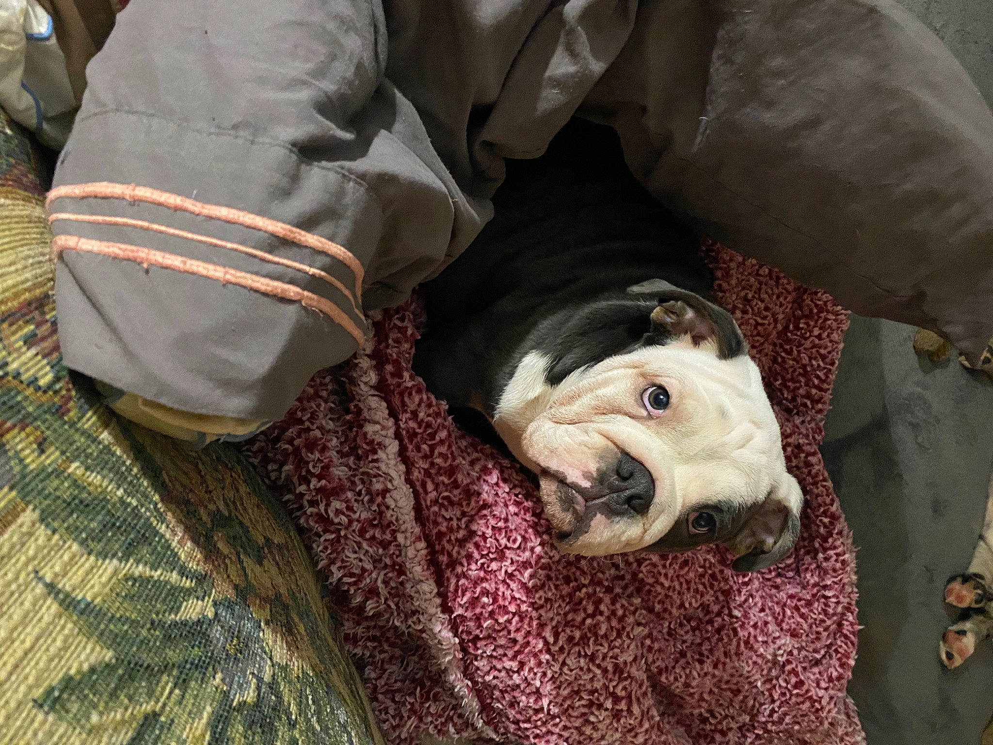 Panda is registered to the contest to win money with this photo: canidae, comfort, companion_dog, eyewear, fur, linens, mammal, mask, non_sporting_group, outerwear, pattern, personal_protective_equipment, plastic_bag, sitting, sleep, sleeve, snout, sporting_group, textile, wrinkle