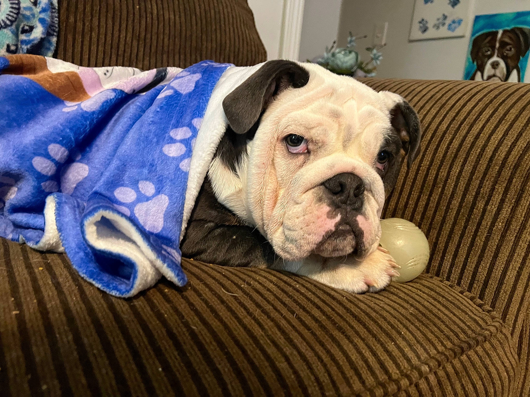 Panda is registered to the contest to win money with this photo: bulldog, canidae, carnivore, collar, comfort, companion_dog, couch, dog, dog_breed, dog_clothes, fawn, flooring, pet_supply, snout, sporting_group, terrestrial_animal, toy_dog, wood, working_animal, wrinkle