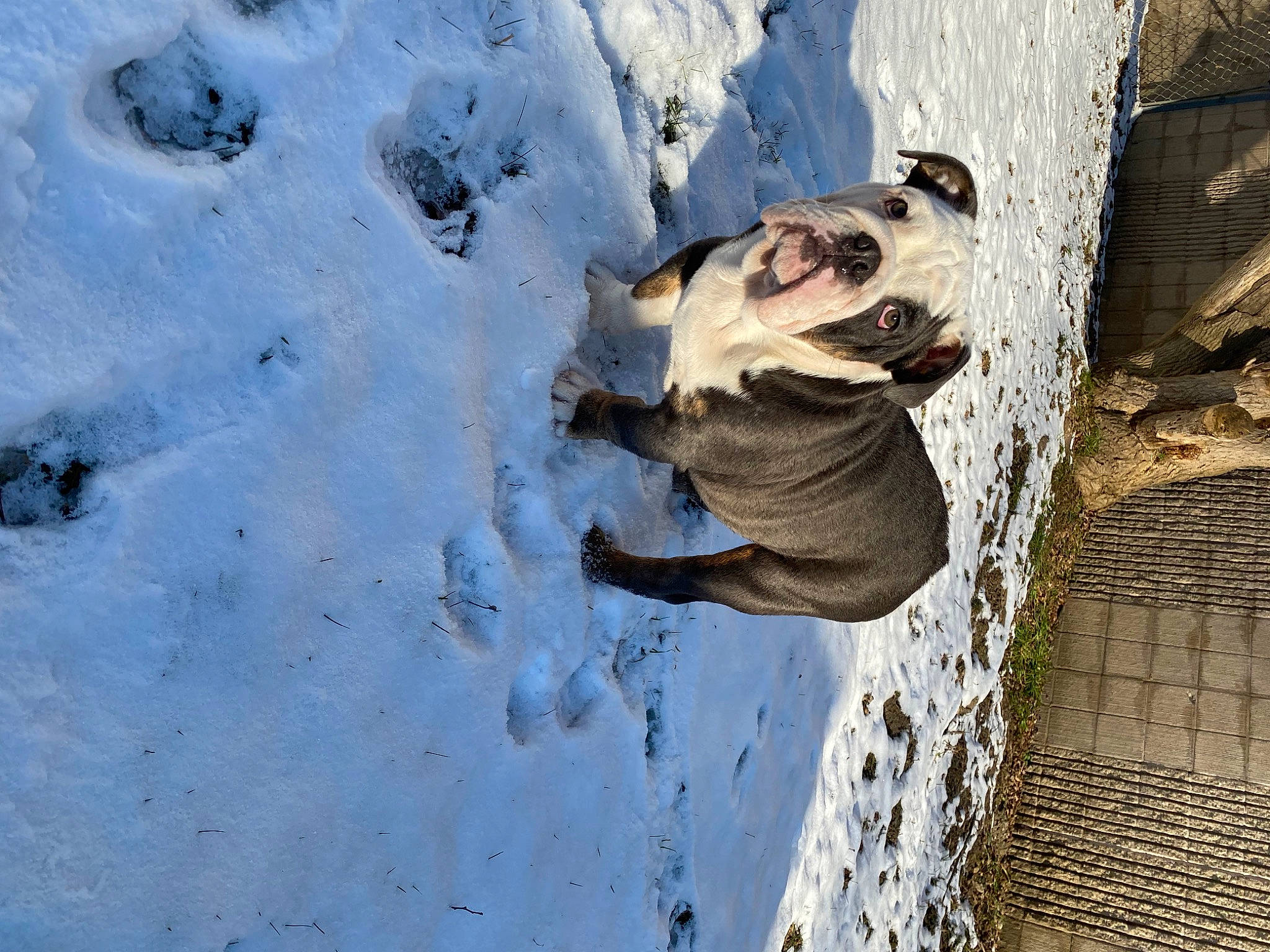 Panda is registered to the contest to win money with this photo: branch, carnivore, dog, dog_breed, eyewear, fawn, freezing, ice_cap, landscape, plant, rock, snout, snow, sporting_group, tail, tree, trunk, wildlife, winter, wood