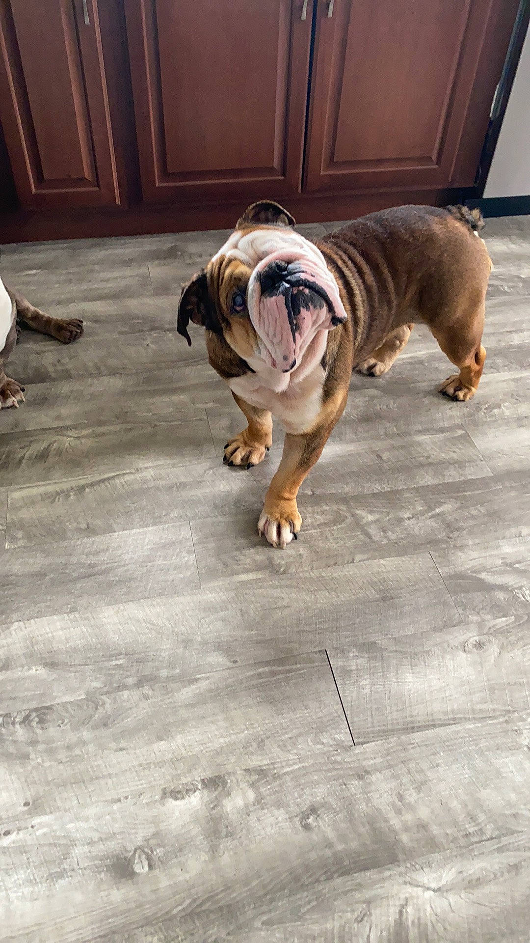Jack is registered to the contest to win money with this photo: bulldog, carnivore, companion_dog, concrete, dog, dog_breed, door, fawn, floor, flooring, grass, hardwood, non_sporting_group, road_surface, sporting_group, terrestrial_animal, toy_dog, wood, working_dog, wrinkle