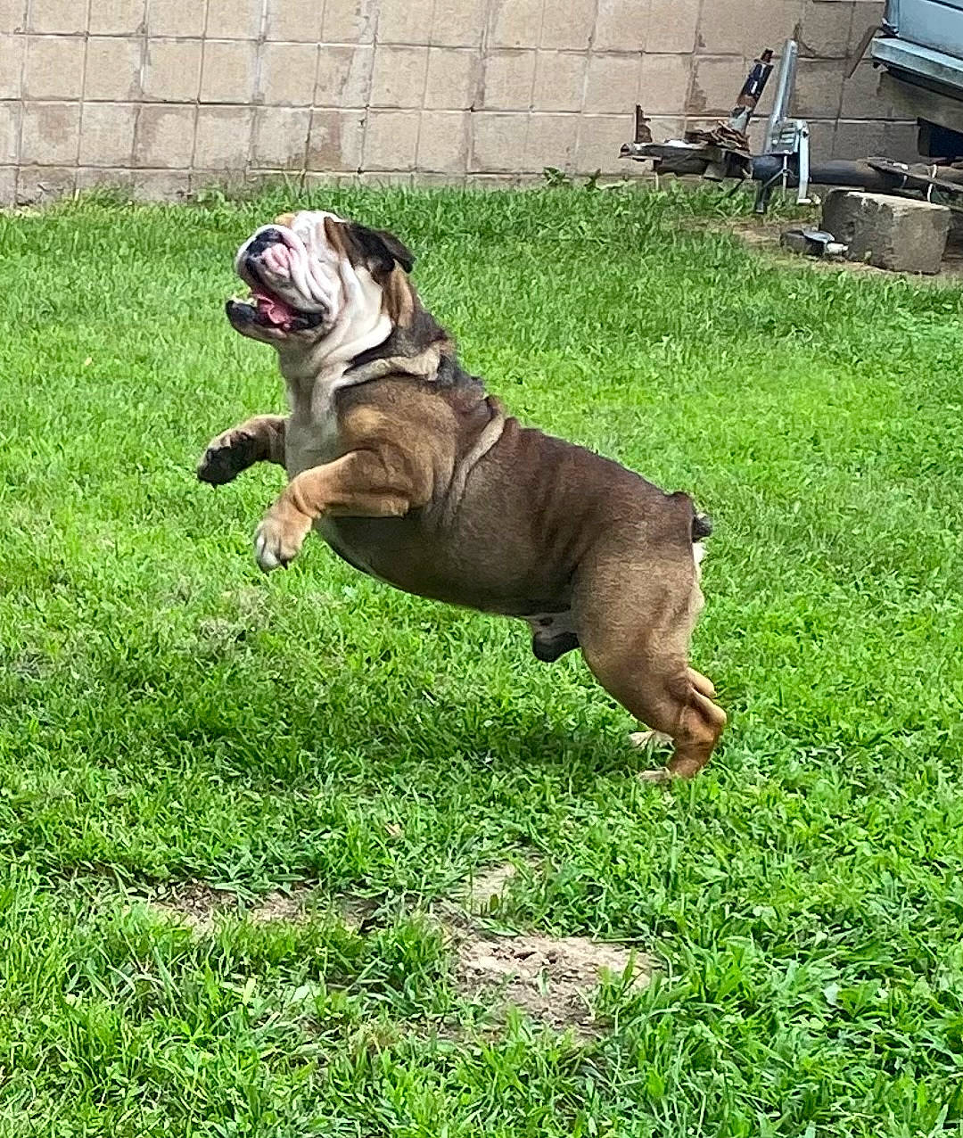 Jack joined the competition — help win amazing prizes! bulldog, canidae, carnivore, companion_dog, dog, dog_breed, dog_collar, dog_supply, fawn, grass, lawn, molosser, plant, snout, sporting_group, tail, television, working_animal, working_dog, wrinkle