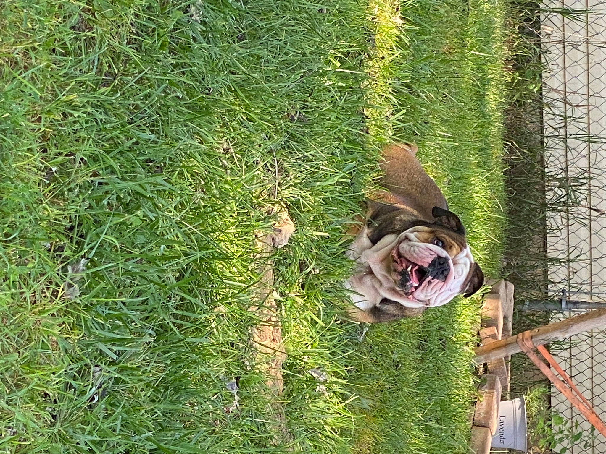 Jack is registered to the contest to win money with this photo: canidae, fun, garden, grass, grass_family, grassland, groundcover, landscape, leisure, mesh, pasture, people_in_nature, plant, shrub, sporting_group, tree, trunk, wildlife, wood