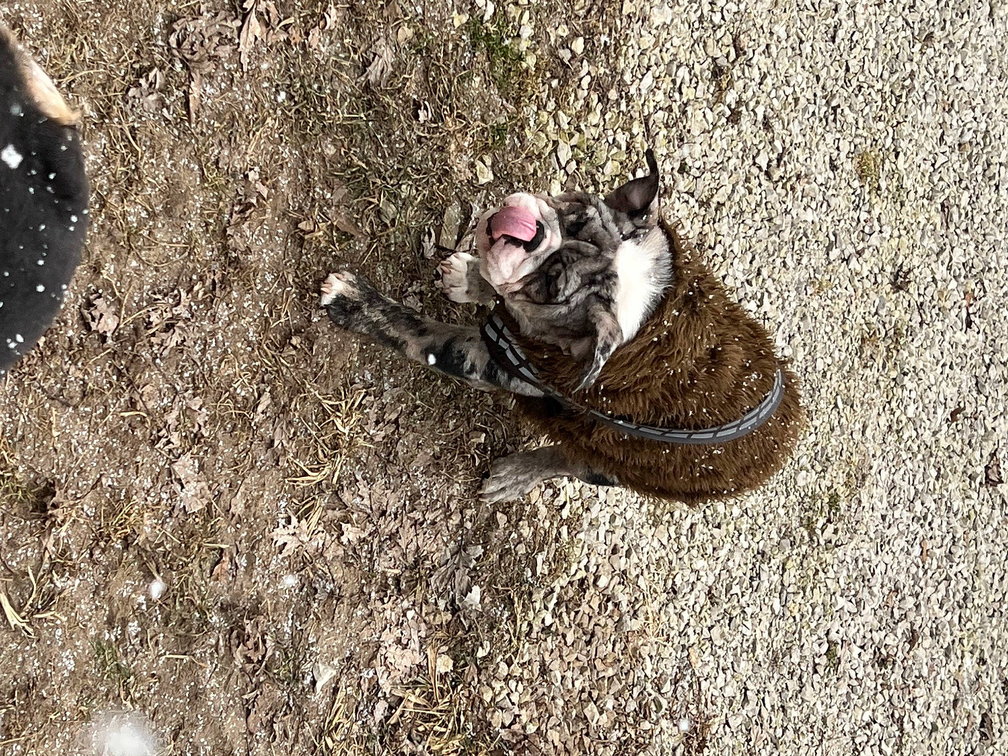 Khaos joined the competition — help win amazing prizes! asphalt, concrete, domestic_short_haired_cat, felidae, foot, grass, human_leg, landscape, leg, outdoor_shoe, road, road_surface, sand, scaled_reptile, shadow, sidewalk, soil, tail, tar, terrestrial_animal