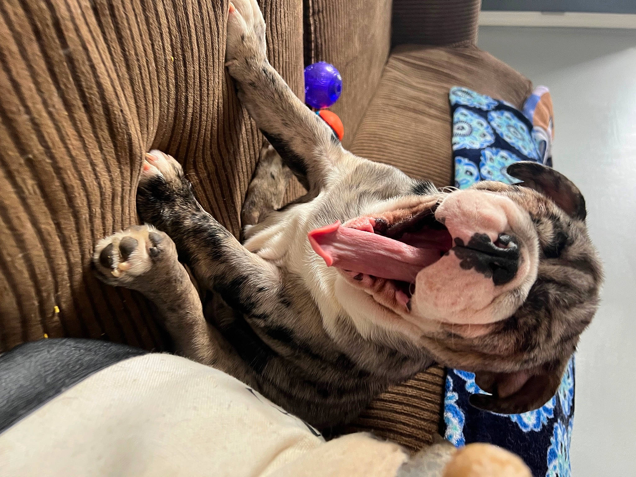 Khaos joined the competition — help win amazing prizes! carnivore, comfort, companion_dog, couch, dog, dog_breed, ear, fawn, felidae, flesh, foot, fur, gesture, human_leg, paw, snout, terrestrial_animal, whiskers, working_animal, wrinkle
