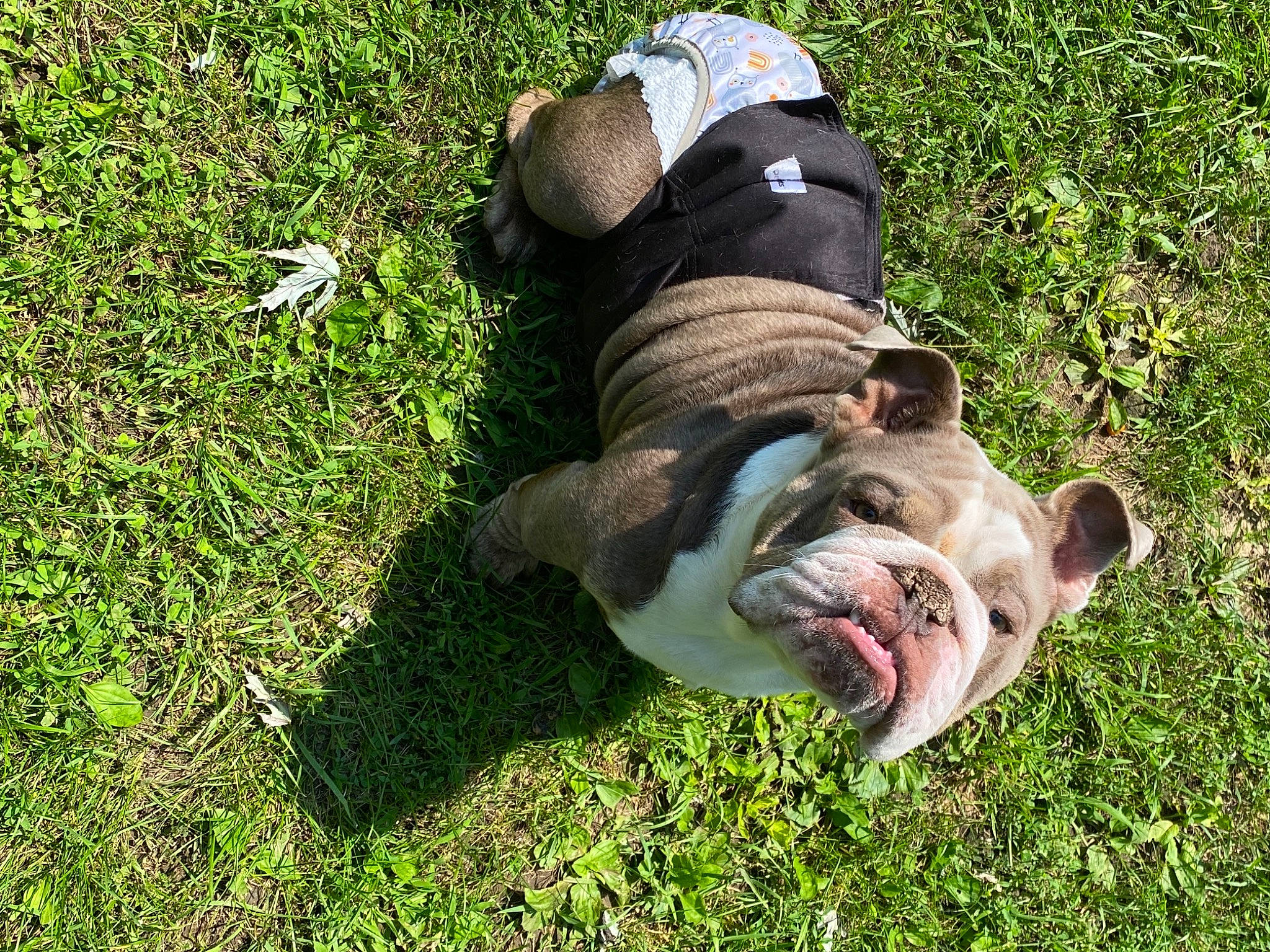 Havok is registered to the contest to win money with this photo: canidae, carnivore, companion_dog, dog, dog_breed, fawn, foot, grass, grass_family, groundcover, hat, lawn, people_in_nature, plant, snout, soil, sporting_group, terrestrial_animal, working_animal, wrinkle