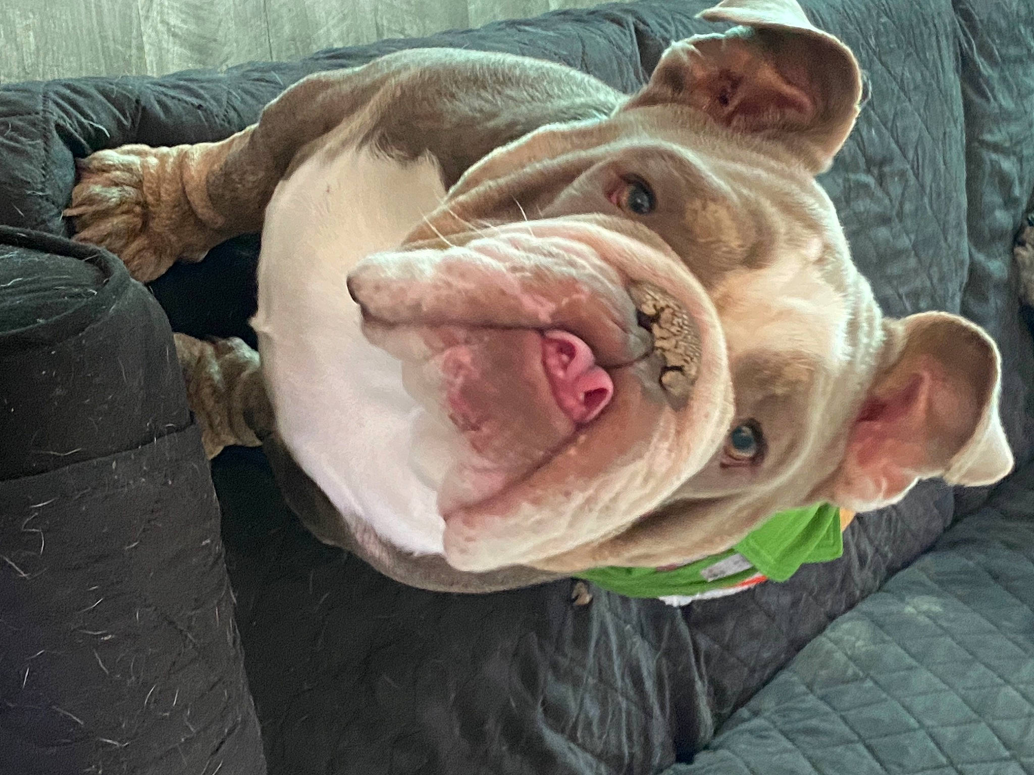Havok is registered to the contest to win money with this photo: canidae, carnivore, comfort, companion_dog, dog, dog_breed, dog_collar, dog_supply, ear, fawn, grass, molosser, snout, sporting_group, terrestrial_animal, toy_dog, whiskers, white_english_bulldog, working_animal, wrinkle
