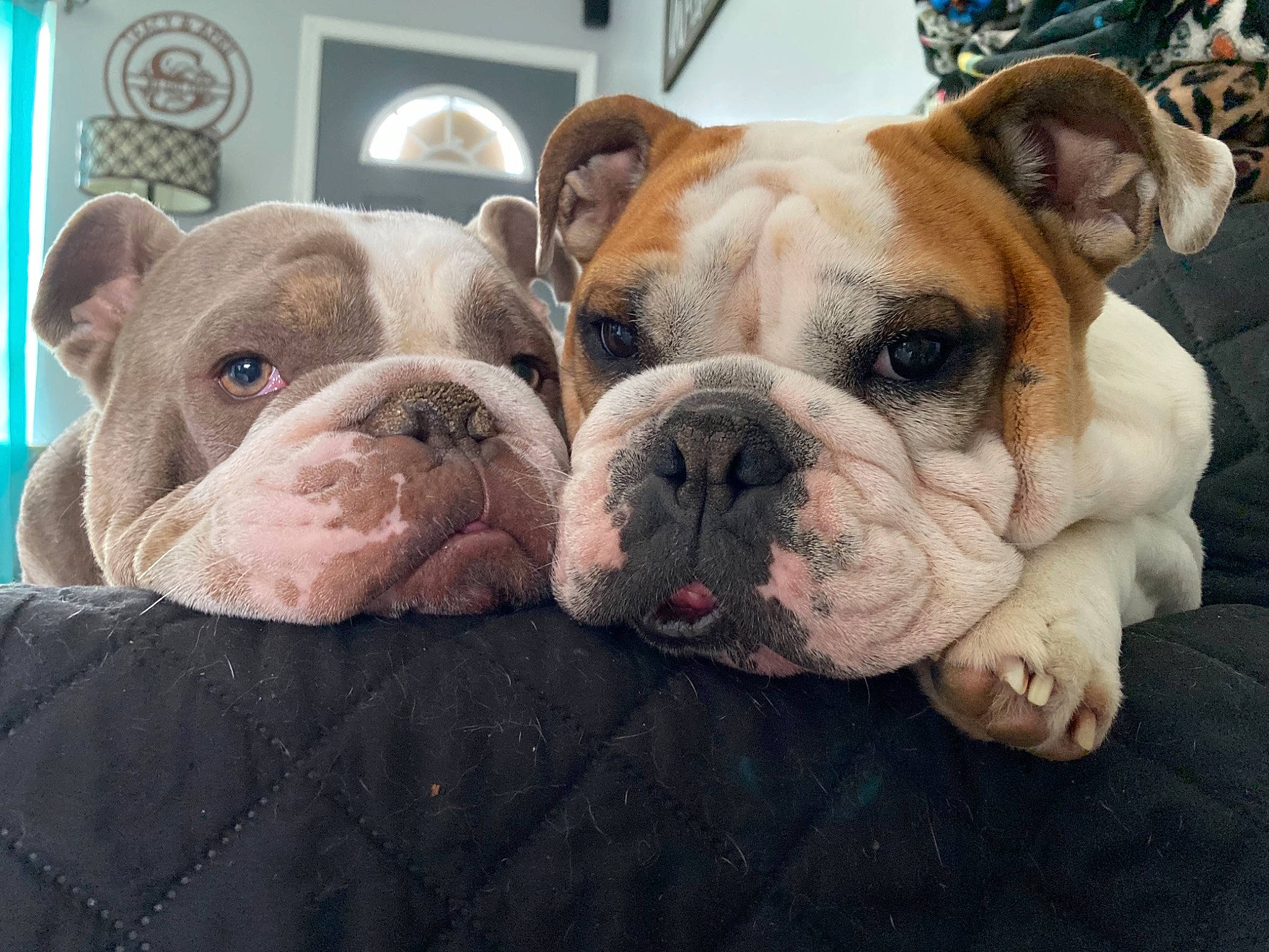 Sunny is registered to the contest to win money with this photo: bulldog, canidae, carnivore, comfort, companion_dog, dog, dog_breed, ear, fawn, fur, non_sporting_group, puppy, puppy_love, snout, sporting_group, terrestrial_animal, whiskers, white_english_bulldog, working_animal, wrinkle