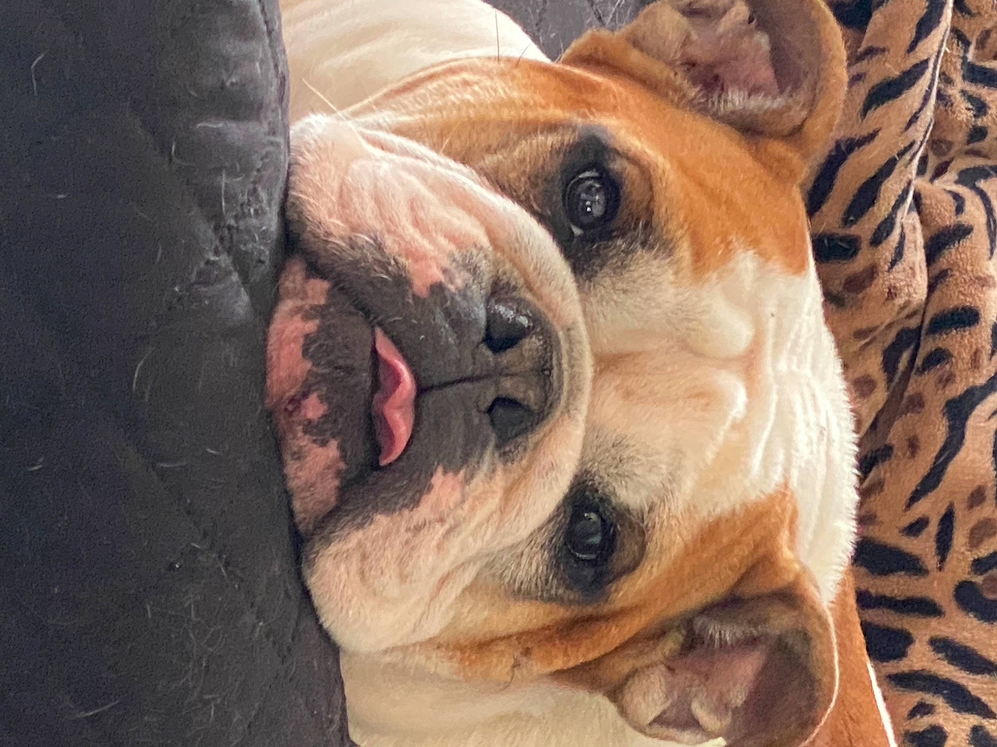 Sunny joined the competition — help win amazing prizes! bulldog, canidae, carnivore, comfort, companion_dog, dog, dog_breed, dog_supply, ear, eye, fawn, fur, molosser, snout, sporting_group, terrestrial_animal, whiskers, working_animal, working_dog, wrinkle