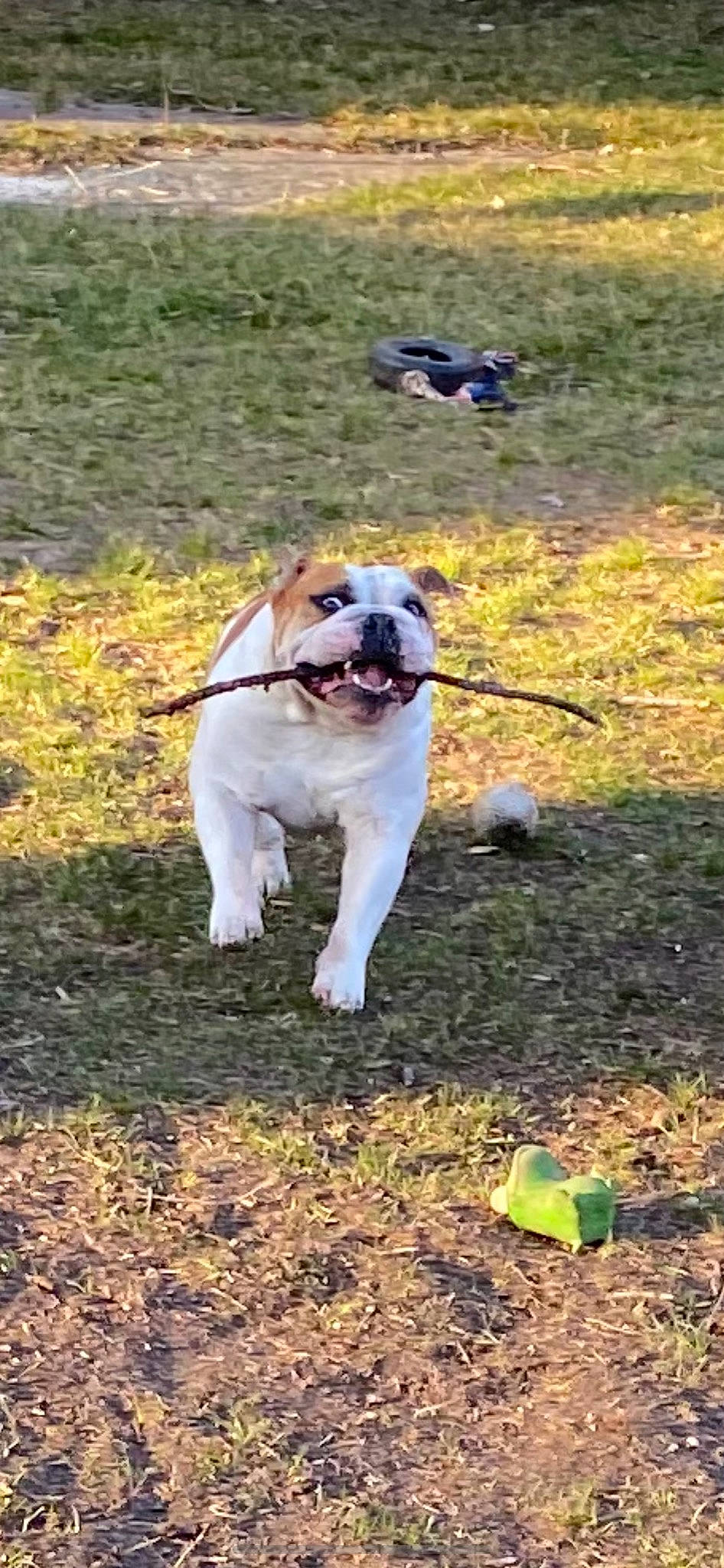 Sunny joined the competition — help win amazing prizes! canidae, carnivore, collar, companion_dog, dog, dog_breed, dog_collar, fawn, grass, leash, non_sporting_group, pet_supply, plant, pug, snout, soil, sporting_group, tail, working_animal, working_dog