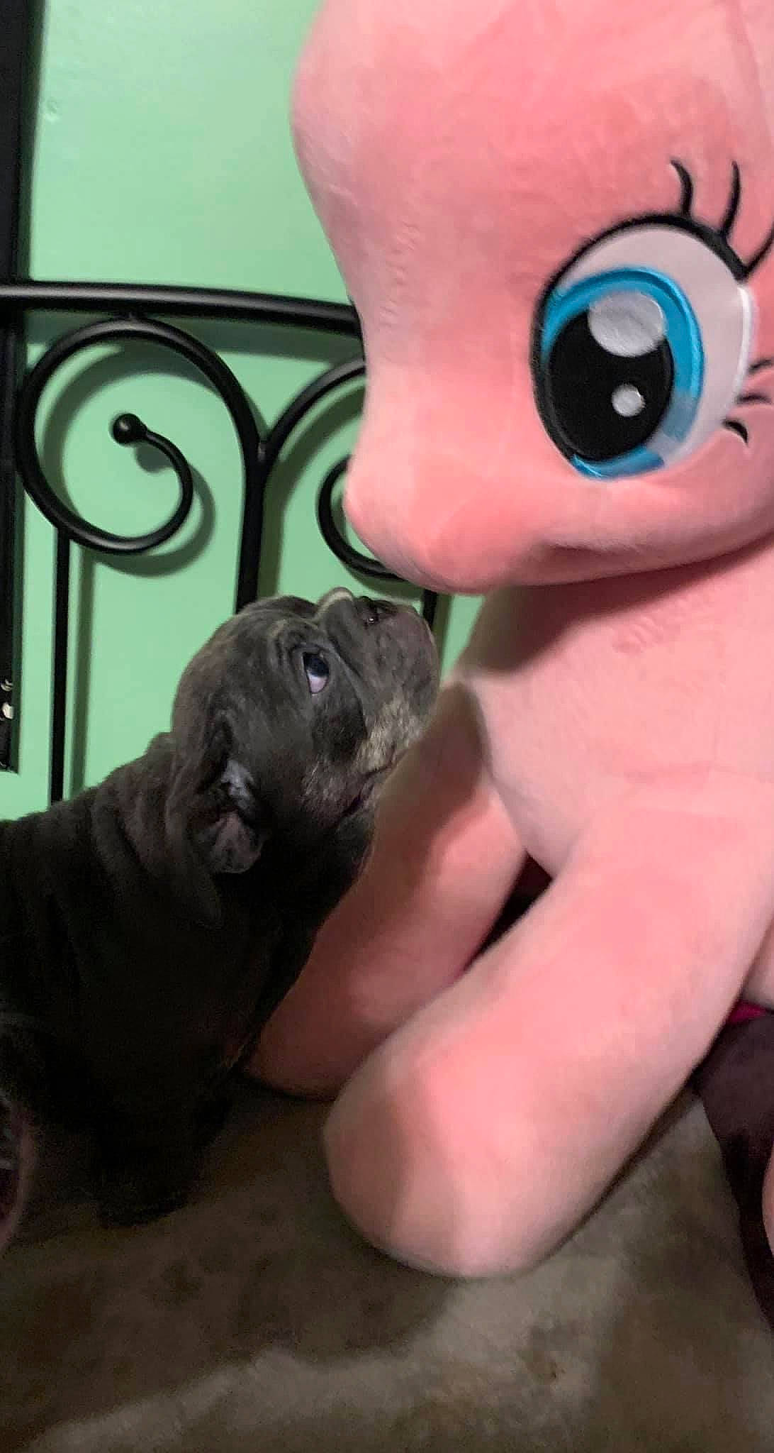 Freya is registered to the contest to win money with this photo: animated_cartoon, carmine, carnivore, companion_dog, dog_breed, fawn, fur, hat, mammal, marine_mammal, mascot, plush, sculpture, snout, stuffed_toy, terrestrial_animal, toy, toy_dog, vertebrate, whiskers