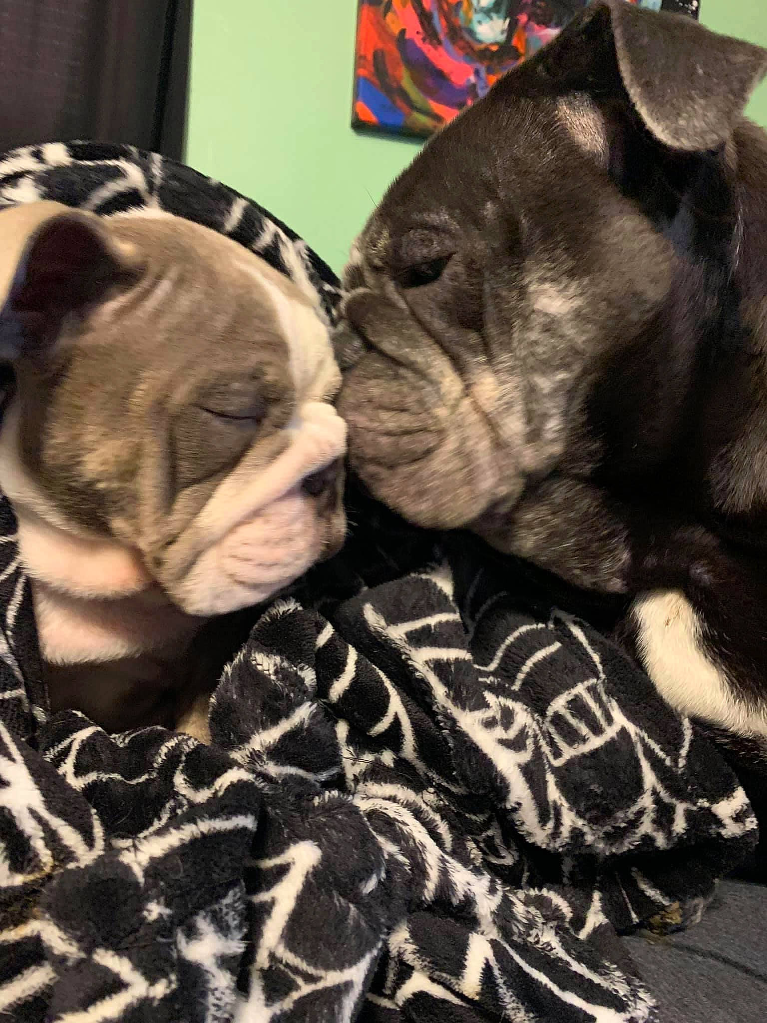 Freya joined the competition — help win amazing prizes! bulldog, canidae, carnivore, comfort, companion_dog, dog, dog_breed, ear, eyewear, fawn, fur, gesture, pattern, personal_protective_equipment, selfie, snout, sporting_group, toy_dog, whiskers, wrinkle