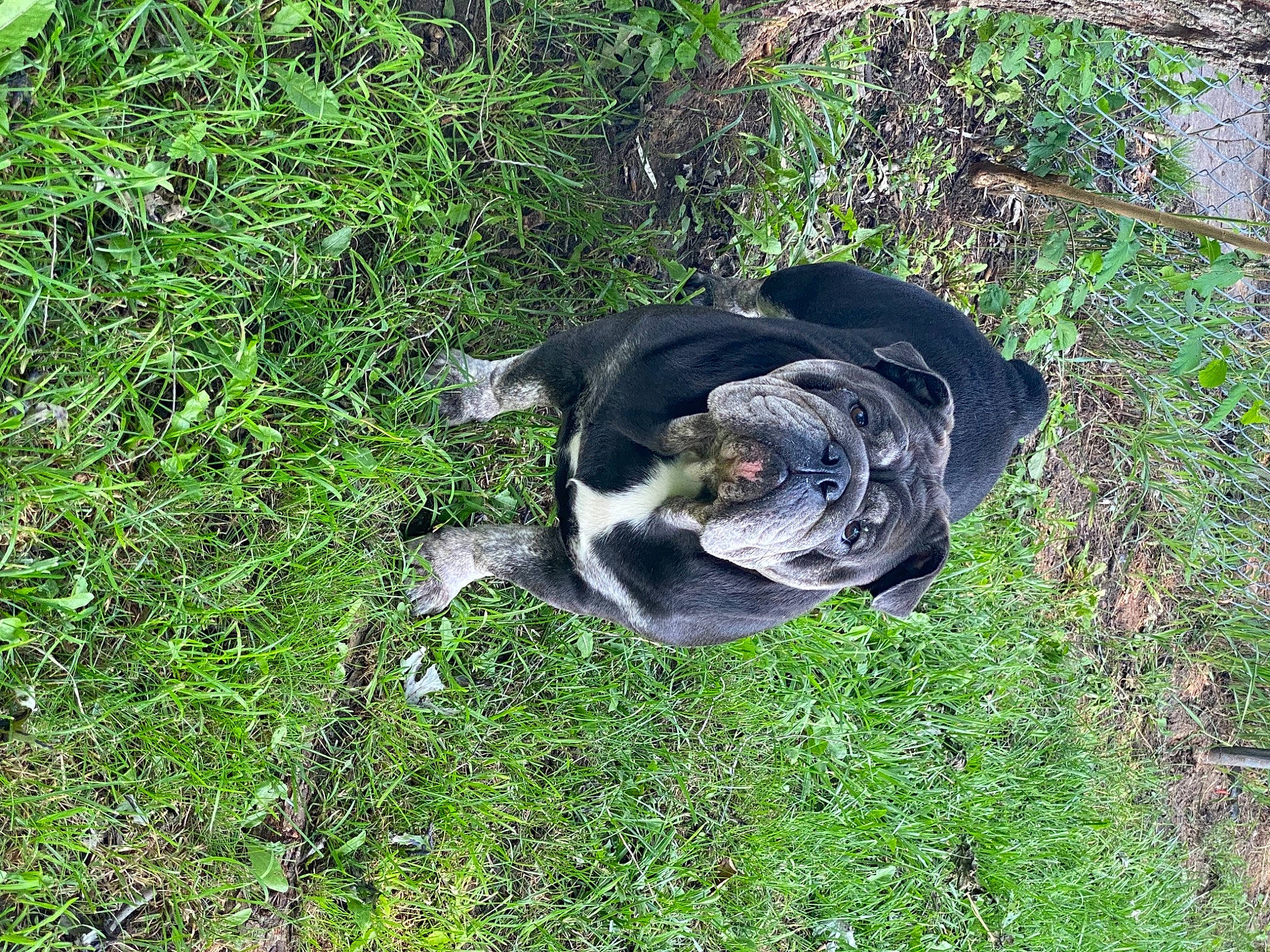 Freya joined the competition — help win amazing prizes! canidae, carnivore, collar, companion_dog, dog, dog_breed, dog_collar, dog_supply, fawn, grass, groundcover, non_sporting_group, pet_supply, plant, snout, sporting_group, tail, terrestrial_animal, working_animal, working_dog