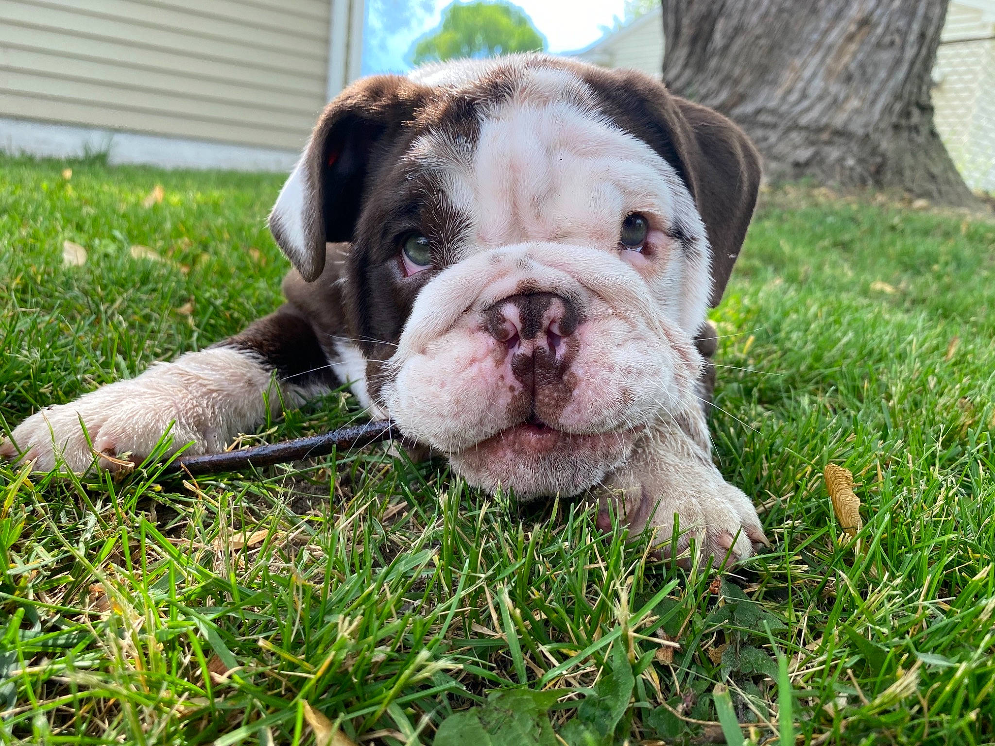 Capone is registered to the contest to win money with this photo: bulldog, canidae, carnivore, companion_dog, dog, dog_breed, fawn, grass, groundcover, non_sporting_group, old_english_bulldog, plant, snout, sporting_group, terrestrial_animal, white_english_bulldog, working_animal, working_dog, wrinkle, yard