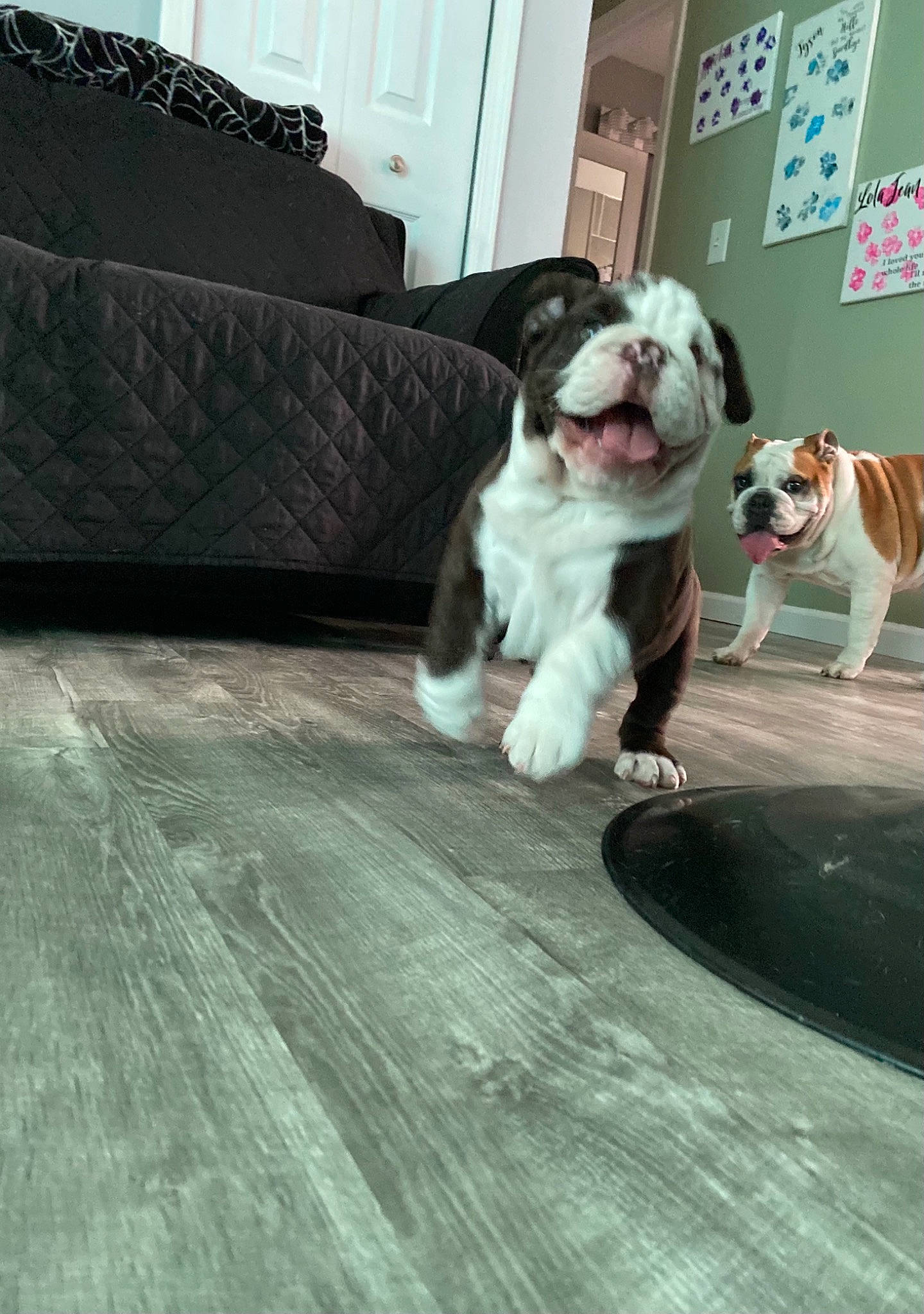 Capone is registered to the contest to win money with this photo: bulldog, carnivore, collar, comfort, companion_dog, couch, dog, dog_breed, dog_collar, fawn, floor, flooring, hardwood, leash, snout, studio_couch, table, tail, wood, working_animal