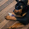Bagan a rejoint le concours — aidez-le/la à gagner de superbes lots ! animal, black_and_tan, canine, close_up, companion, cute, dog, floorboards, indoor, lying_down, paw, pet, playful, popsicle, puppy, resting, rottweiler, toy, wooden_floor, young_dog