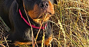 Bagan a rejoint le concours — aidez-le/la à gagner de superbes lots ! animal, black, brown, canine, closeup, collar, curious, dog, field, fur, grass, laying, nature, outdoor, pet, portrait, puppy, rottweiler, sunlight, young