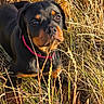 animal, black, brown, canine, closeup, collar, curious, dog, field, fur, grass, laying, nature, outdoor, pet, portrait, puppy, rottweiler, sunlight, young