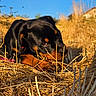 Bagan participe au concours pour gagner de l'argent avec cette photo : animal, black, blue_sky, brown, canine, chewing, closeup, daytime, dog, field, grass, nature, outdoor, pet, playful, puppy, rottweiler, summer, sunlight, young