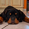 animal, black_and_brown, close_up, cute, dog, domestic, floor, indoor, kitchen, laying_down, paw, pet, plush_toy, puppy, relaxed, rottweiler, sleepy, tile_floor, toy, young_dog