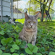 Smokey is registered to the contest to win money with this photo: cat, gray_cat, tabby, outdoor, greenery, foliage, plants, grass, chain_link_fence, backyard, tree, sunlight, nature, pet, animal, mammal, whiskers, ears, sitting, serious