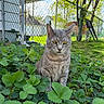 cat, gray_cat, tabby, outdoor, greenery, foliage, plants, grass, chain_link_fence, backyard, tree, sunlight, nature, pet, animal, mammal, whiskers, ears, sitting, serious