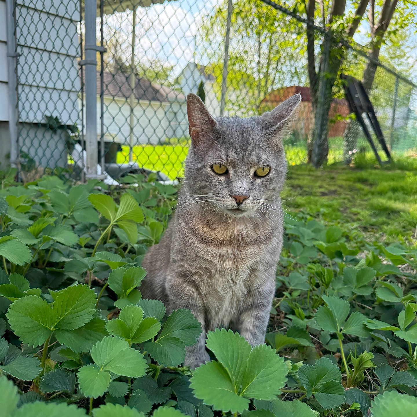 Smokey is registered to the contest to win money with this photo: cat, gray_cat, tabby, outdoor, greenery, foliage, plants, grass, chain_link_fence, backyard, tree, sunlight, nature, pet, animal, mammal, whiskers, ears, sitting, serious