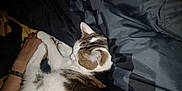 Simba participe au concours pour gagner de l'argent avec cette photo : cat, tabby, white, blanket, hand, snuggling, sleeping, cozy, indoor, pet, fur, paw, resting, comfort, bed, human, touch, animal, domestic, closeup