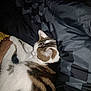 cat, tabby, white, blanket, hand, snuggling, sleeping, cozy, indoor, pet, fur, paw, resting, comfort, bed, human, touch, animal, domestic, closeup