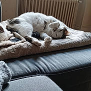 Simba participe au concours pour gagner de l'argent avec cette photo : cat, tabby, white_fur, blanket, couch, radiator, indoor, pet, relaxed, furniture, cozy, paw, laying_down, window, home, domestic_animal, resting, soft_light, curled_up, fur