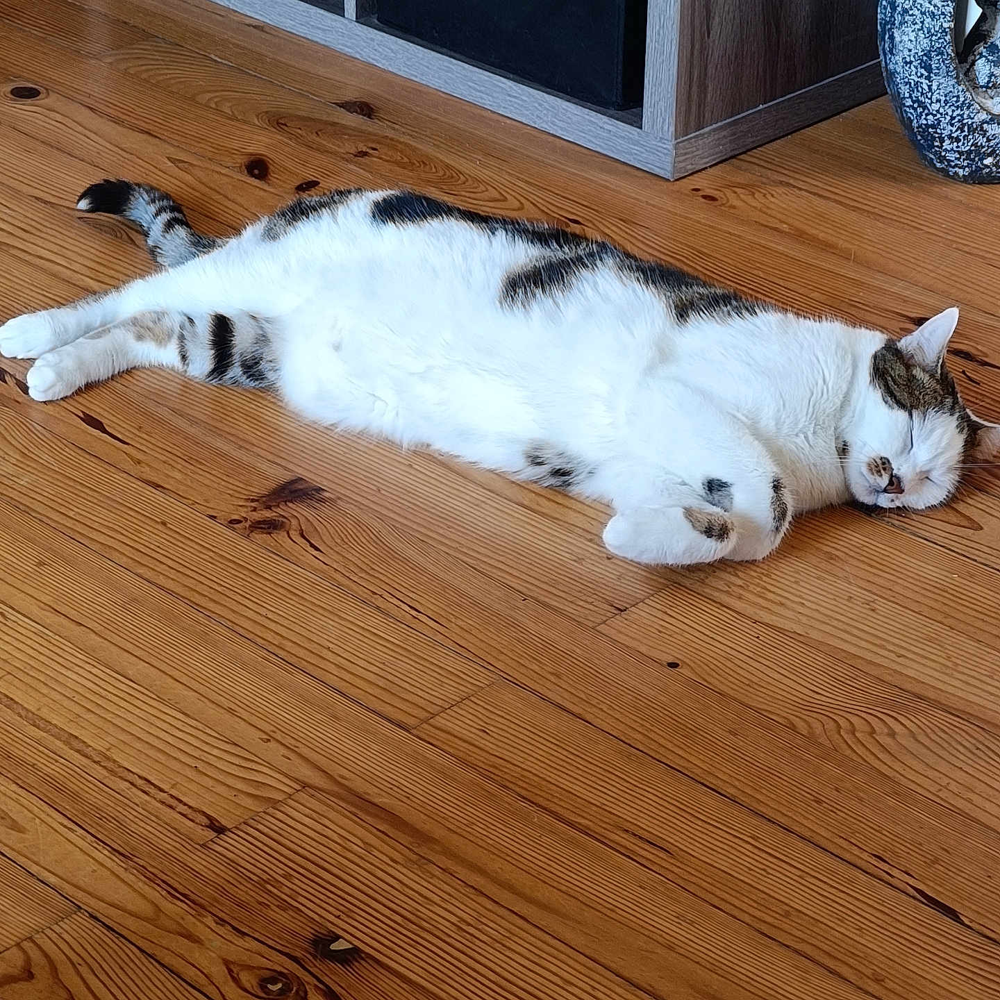 Simba a rejoint le concours — aidez-le/la à gagner de superbes lots ! animal, cat, cozy, cute, decor, domestic, flooring, furniture, home, indoor, mammal, peaceful, pet, quiet, relaxing, resting, sleeping, tabby, white_fur, wooden_floor