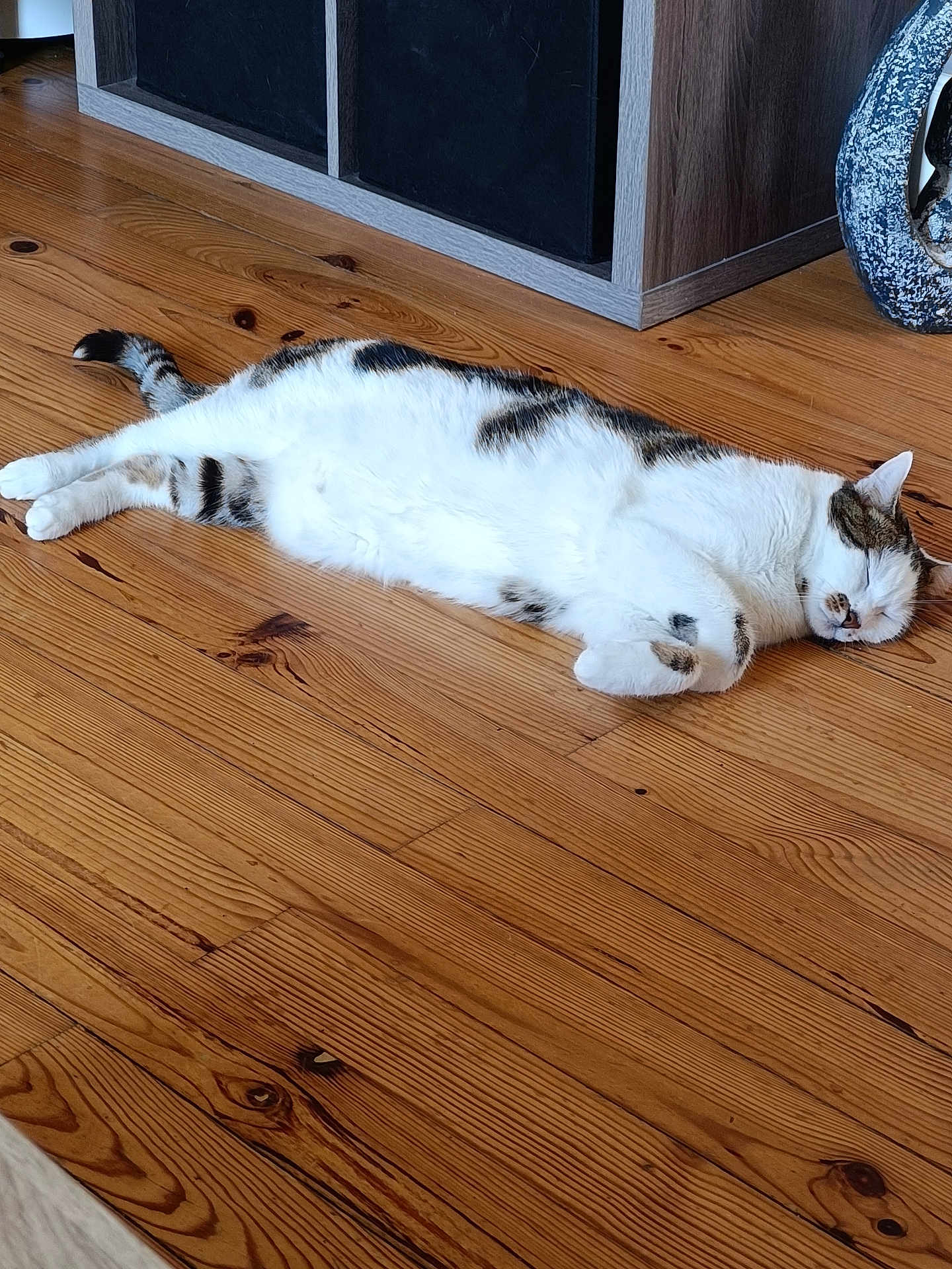 Simba a rejoint le concours — aidez-le/la à gagner de superbes lots ! cat, sleeping, wooden_floor, tabby, white_fur, indoor, furniture, decor, flooring, relaxing, pet, animal, home, cozy, peaceful, resting, mammal, domestic, cute, quiet