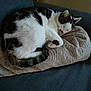 Simba participe au concours pour gagner de l'argent avec cette photo : cat, sleeping, blanket, couch, feline, pet, resting, indoor, fur, whiskers, tail, cozy, comfortable, domestic_animal, relaxation, cute, animal, nap, soft, peaceful