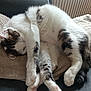 Simba a rejoint le concours — aidez-le/la à gagner de superbes lots ! cat, sleeping, white, tabby, fur, paws, blanket, couch, cozy, indoor, resting, pet, animal, cute, relaxed, feline, soft, curled_up, domestic_cat, whiskers