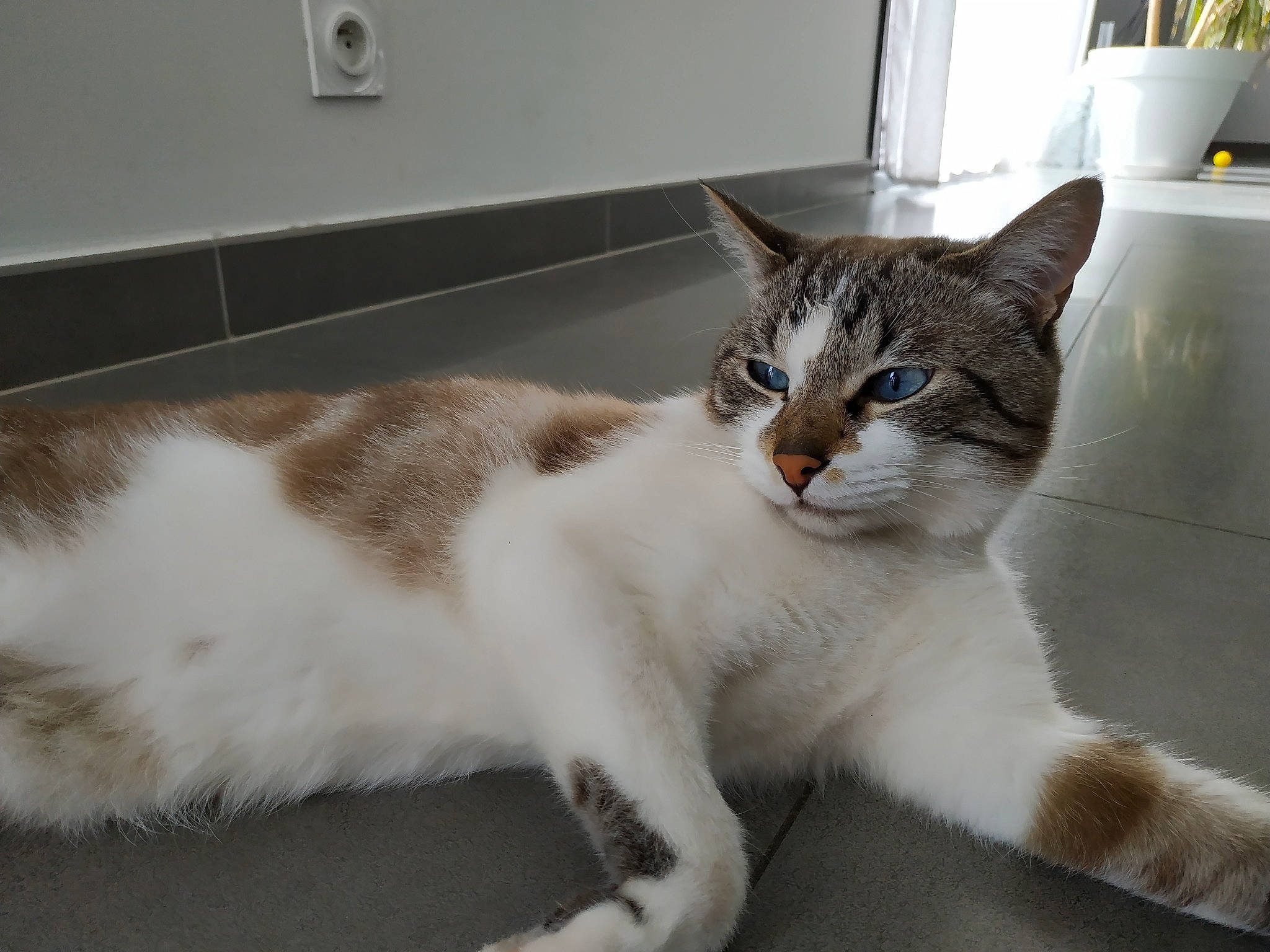 Mozza participe au concours pour gagner de l'argent avec cette photo : carnivore, cat, cat_supply, claw, comfort, domestic_short_haired_cat, door, felidae, flowerpot, fur, houseplant, paw, pet_supply, plant, small_to_medium_sized_cats, tail, wall_plate, wall_socket, whiskers, window