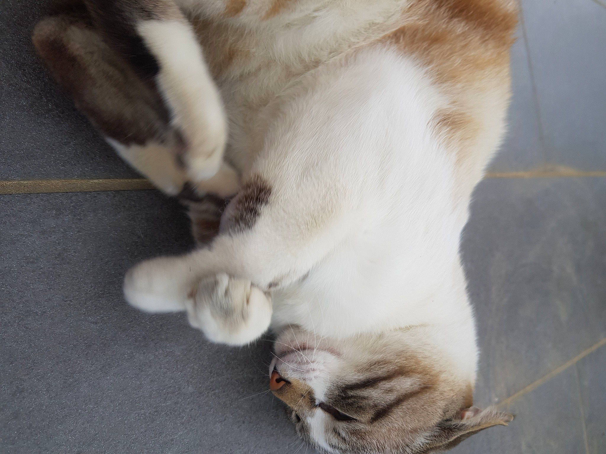 Mozza a rejoint le concours — aidez-le/la à gagner de superbes lots ! canidae, carnivore, cat, claw, comfort, dog_breed, domestic_short_haired_cat, fawn, felidae, flooring, foot, fur, nap, paw, sleep, small_to_medium_sized_cats, snout, tail, thai, whiskers