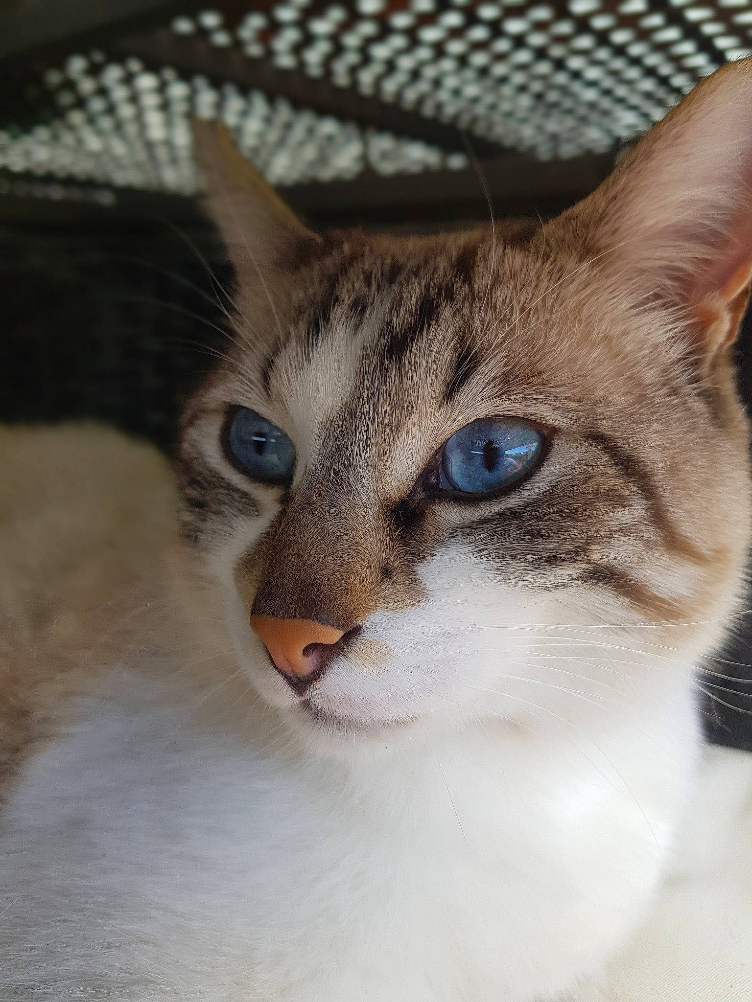 Mozza participe au concours pour gagner de l'argent avec cette photo : carnivore, cat, close_up, domestic_short_haired_cat, felidae, fur, small_to_medium_sized_cats, snout, terrestrial_animal, tree, whiskers, wildlife