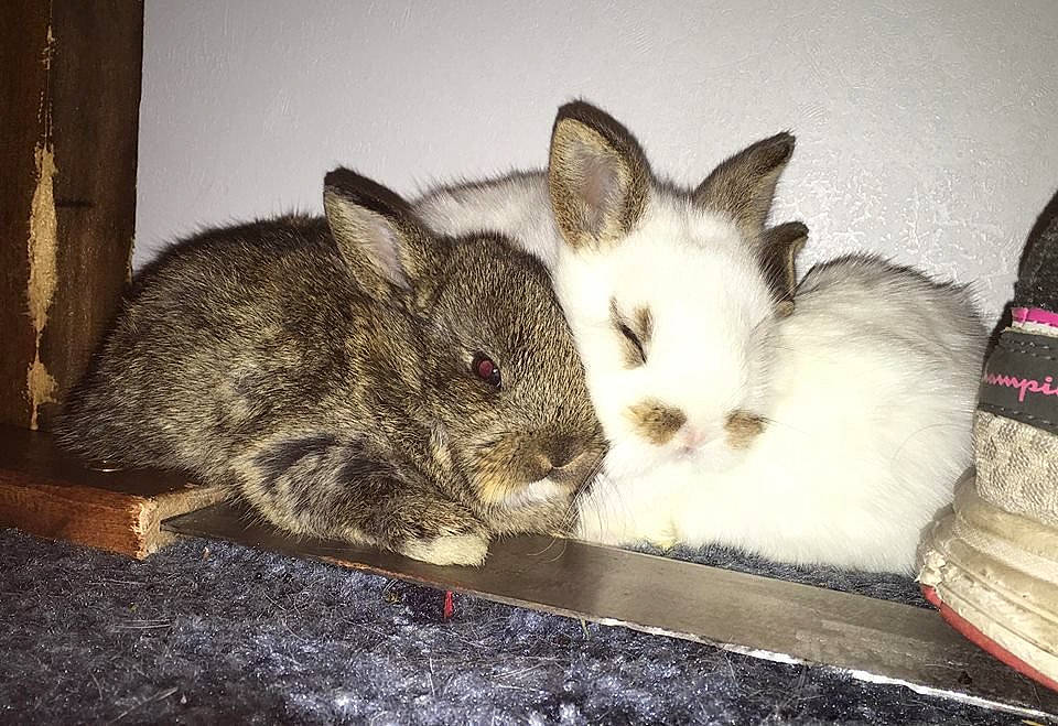 Baby Rabbits