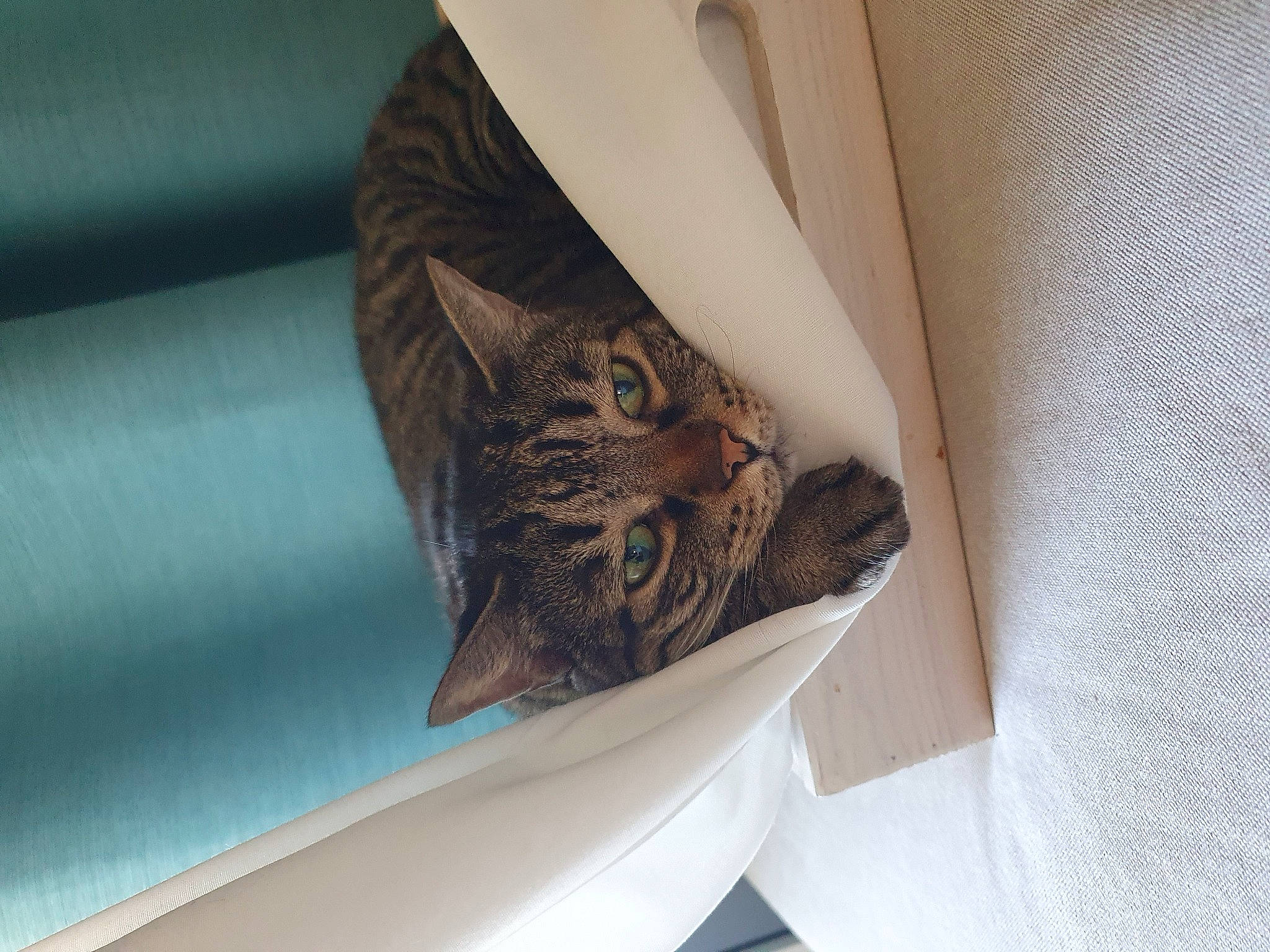 Cachou participe au concours pour gagner de l'argent avec cette photo : carnivore, cat, comfort, couch, domestic_short_haired_cat, fawn, felidae, fur, hand, human_leg, leg, linens, pattern, room, sleeve, small_to_medium_sized_cats, tail, textile, thigh, whiskers