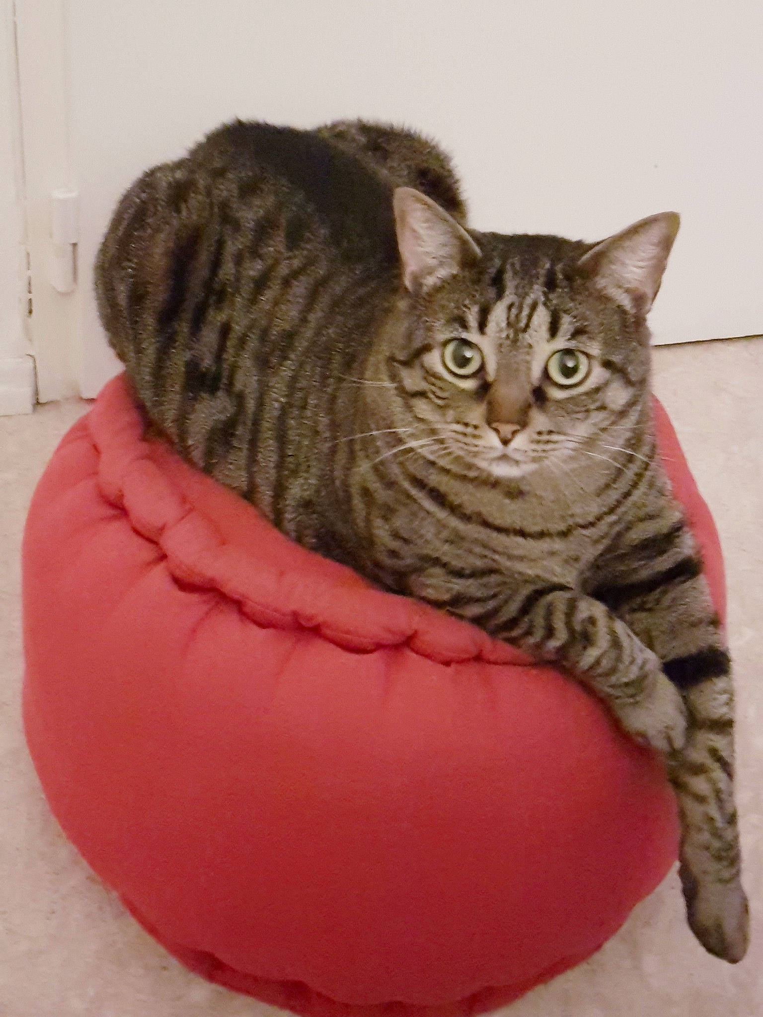 Cachou participe au concours pour gagner de l'argent avec cette photo : bean_bag, carnivore, cat, cat_bed, cat_supply, comfort, felidae, fur, head, magenta, serveware, sitting, small_to_medium_sized_cats, snout, wall_plate, whiskers