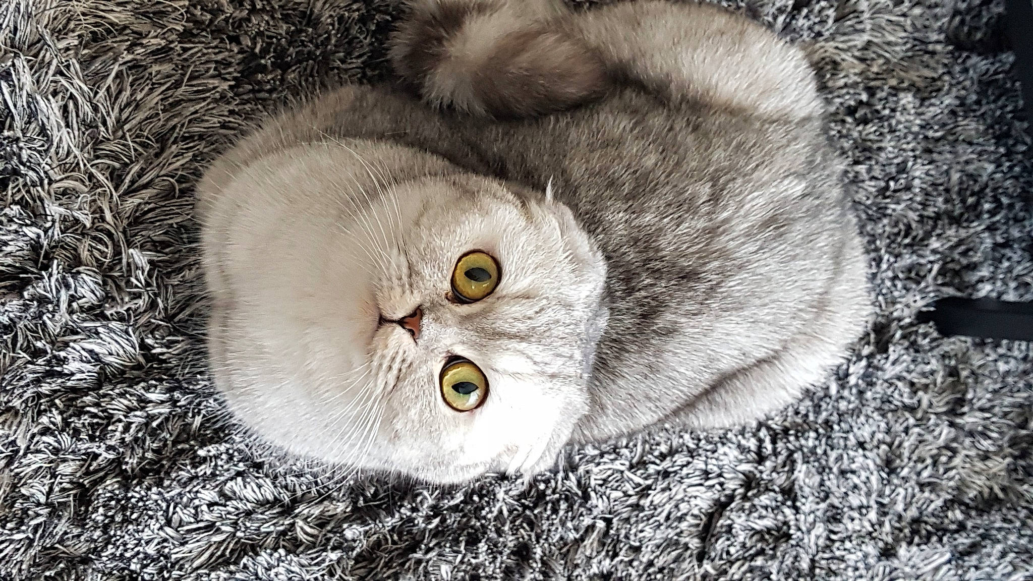 Dita participe au concours pour gagner de l'argent avec cette photo : bird_of_prey, carnivore, cat, close_up, event, eye, felidae, fur, grey, human_body, monochrome, monochrome_photography, owl, small_to_medium_sized_cats, terrestrial_animal, whiskers, wildlife