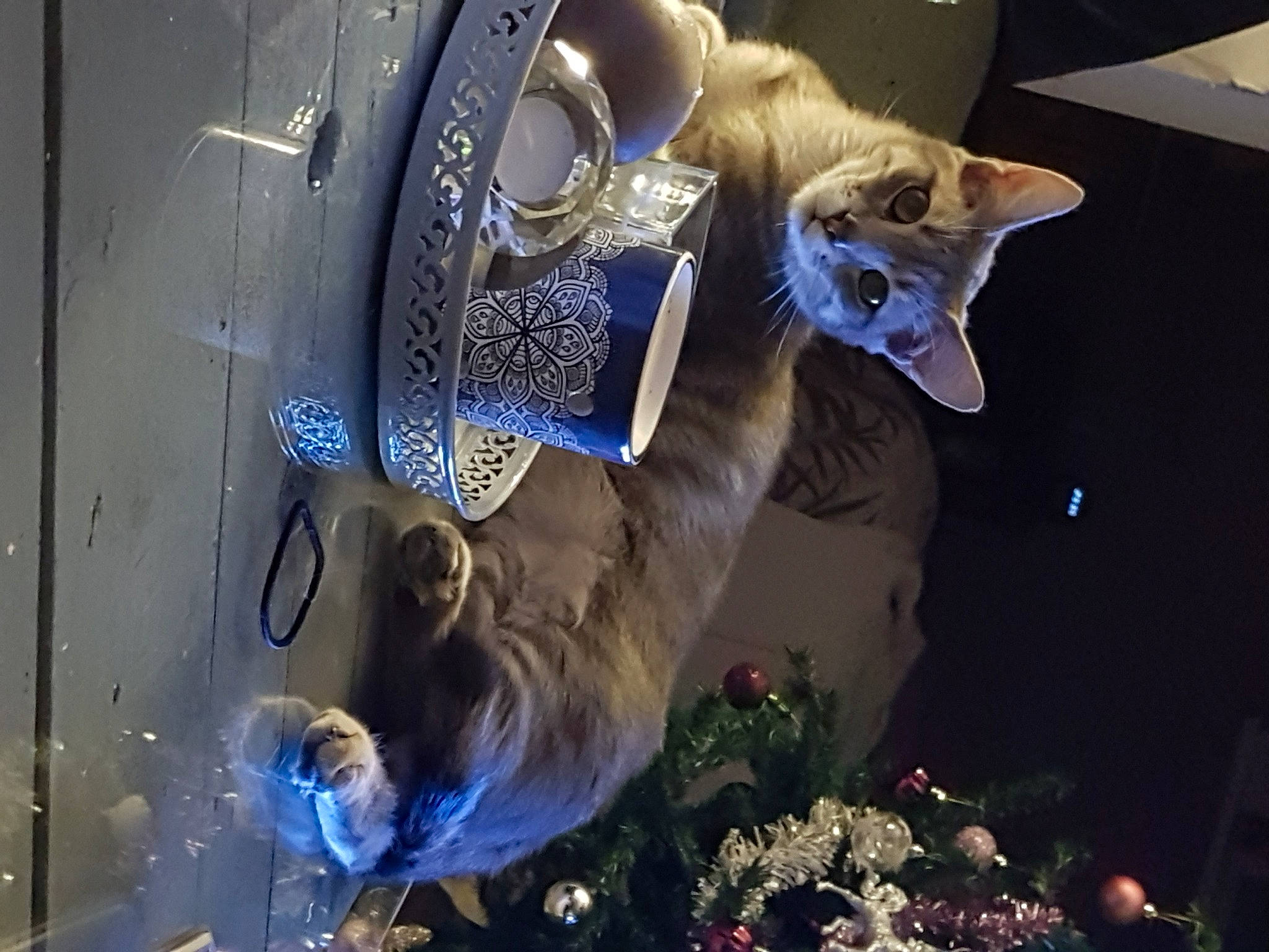 Joka participe au concours pour gagner de l'argent avec cette photo : art, carnivore, cat, cg_artwork, christmas_ornament, darkness, electric_blue, event, fawn, felidae, fictional_character, fur, glass, mythical_creature, organism, plant, sculpture, small_to_medium_sized_cats, tail, whiskers