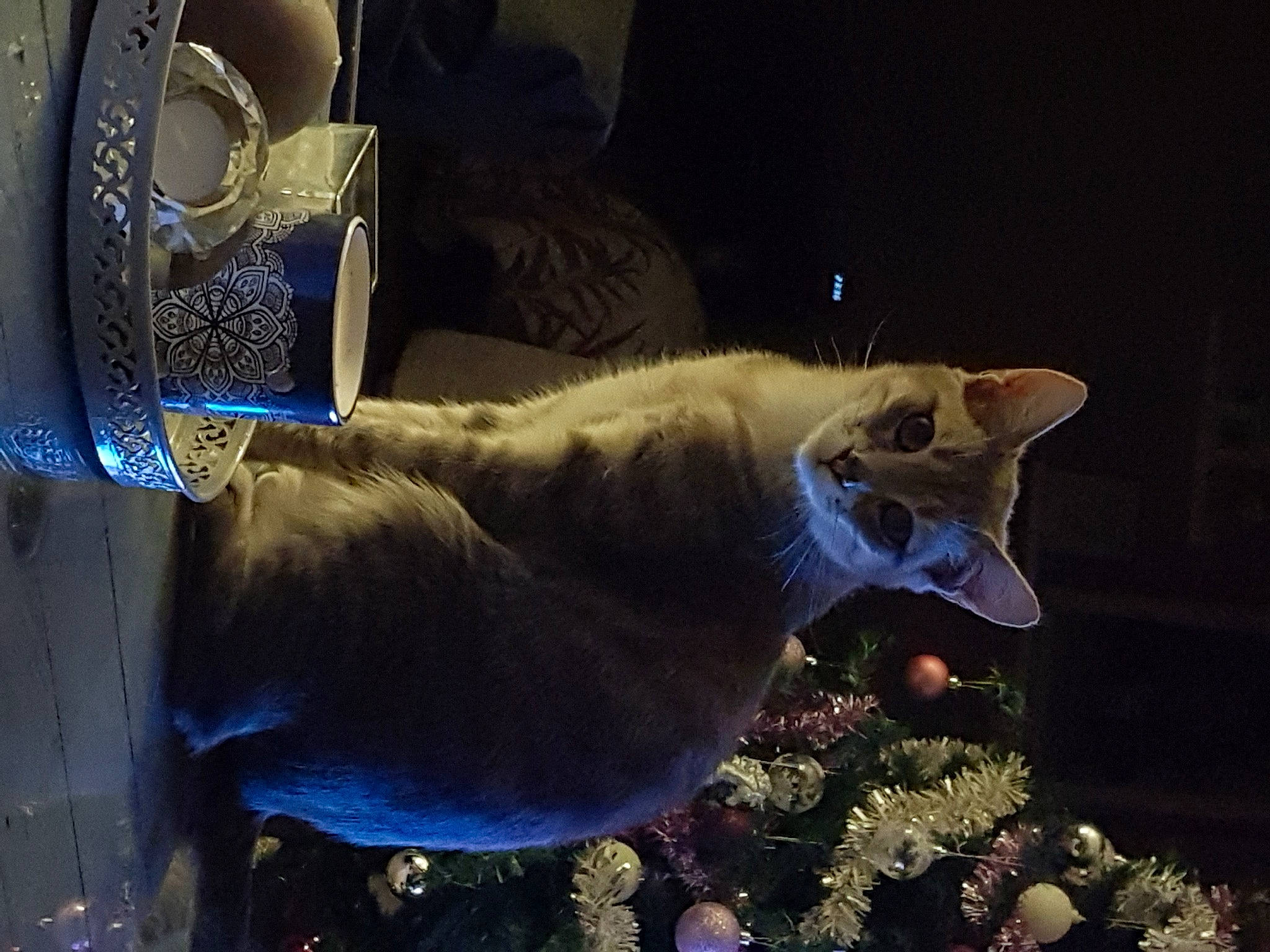 Joka participe au concours pour gagner de l'argent avec cette photo : carnivore, cat, christmas, christmas_ornament, darkness, domestic_short_haired_cat, electric_blue, event, fawn, felidae, fur, night, personal_protective_equipment, plant, small_to_medium_sized_cats, snout, tail, tree, whiskers, window