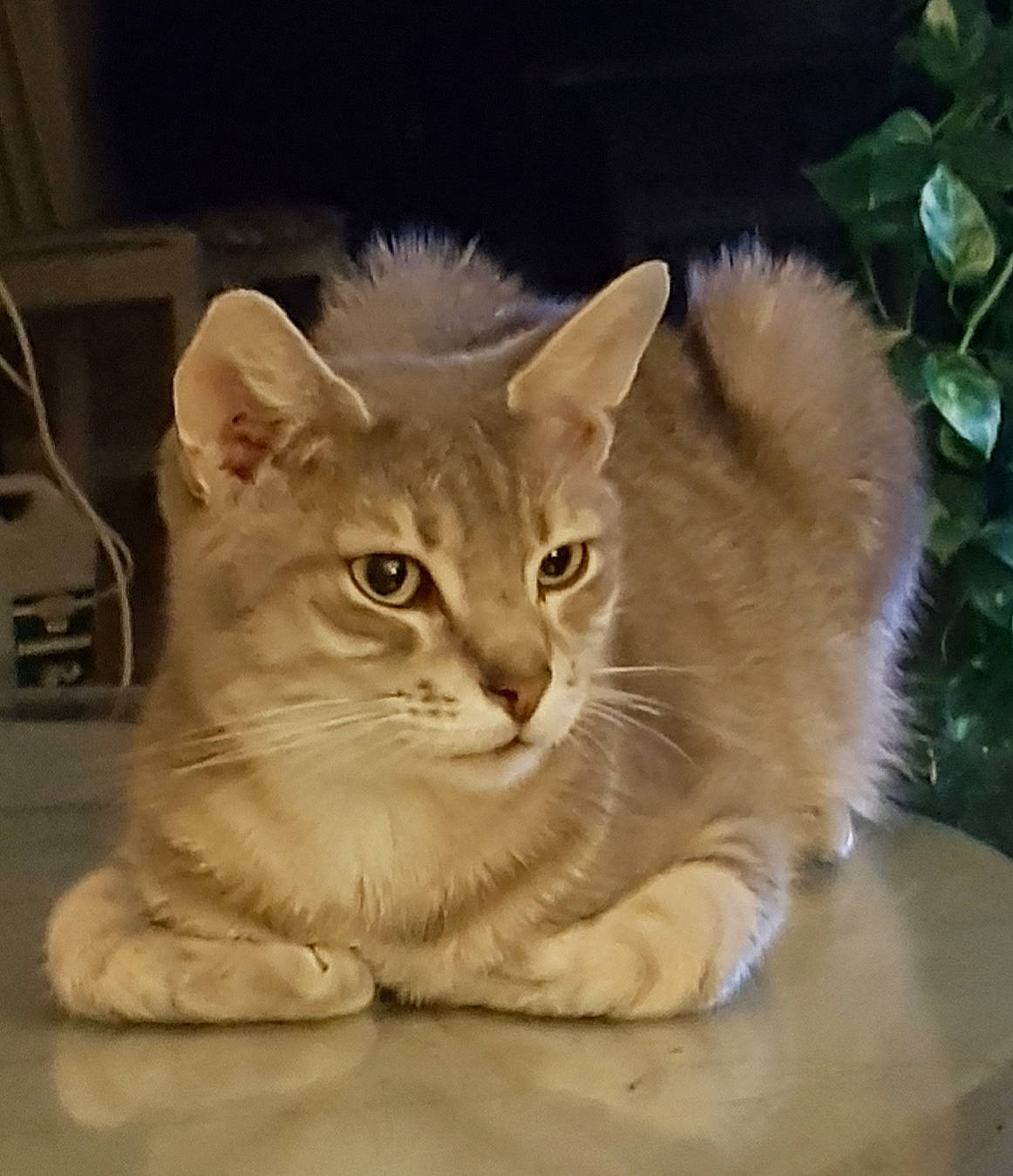 Joka participe au concours pour gagner de l'argent avec cette photo : carnivore, cat, cat_furniture, claw, curious, domestic_short_haired_cat, fawn, felidae, flowerpot, fur, houseplant, paw, plant, small_to_medium_sized_cats, tail, whiskers, wood