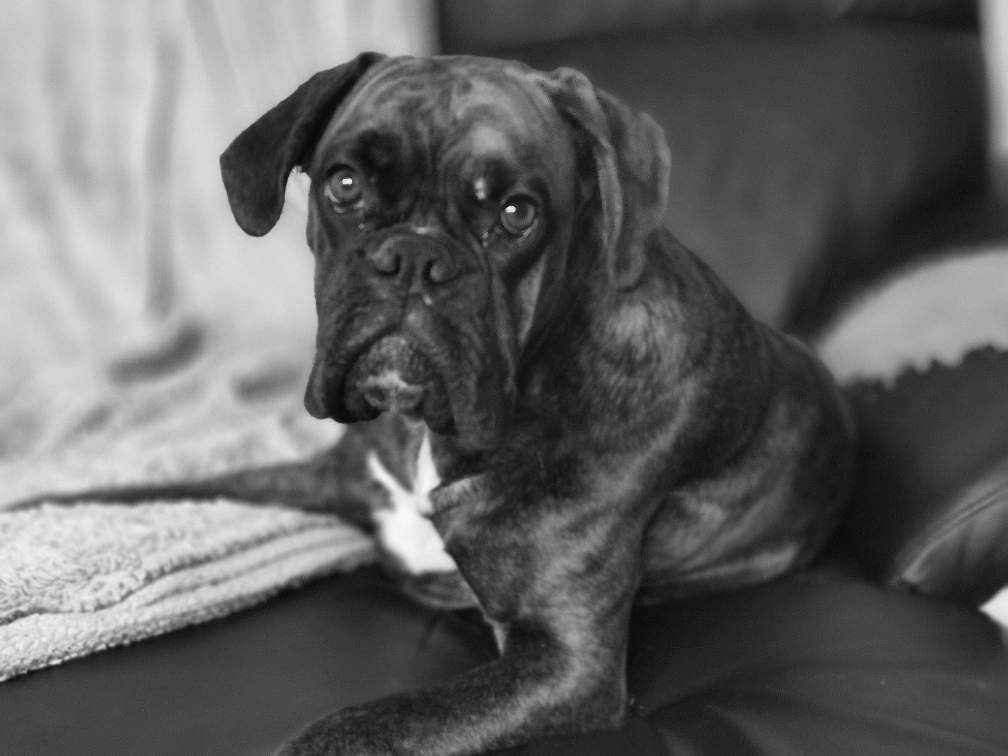 Orka participe au concours pour gagner de l'argent avec cette photo : black_and_white, boerboel, boxer, bullmastiff, canidae, carnivore, companion_dog, dog, dog_breed, english_mastiff, great_dane, guard_dog, mammal, molosser, puppy, rare_breed_dog, snout, sporting_group, vertebrate, working_dog