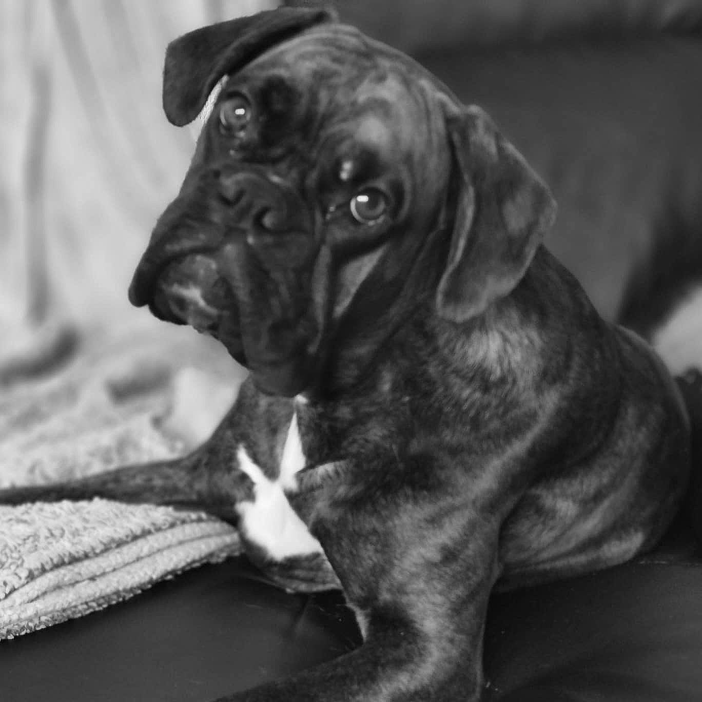 Orka participe au concours pour gagner de l'argent avec cette photo : boerboel, boxer, bullmastiff, cane_corso, canidae, carnivore, companion_dog, dog, dog_breed, fawn, mammal, molosser, puppy, rare_breed_dog, snout, sporting_group, working_dog